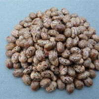 resources of Castor Seeds exporters