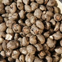 resources of Raw Mongongo Nuts exporters