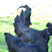 resources of Ayam Cemani Black Chicken exporters