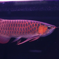 resources of Arowana Fishes exporters