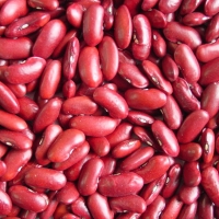 resources of Red Kidney Beans exporters