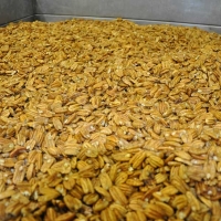 resources of Pecan Nuts exporters