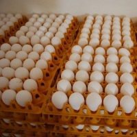 resources of Brown/white Table Eggs exporters