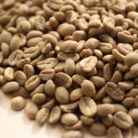 resources of Robusta Coffee Bean - 70% exporters