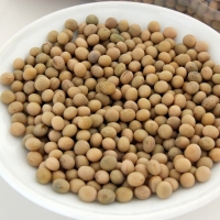 resources of Quality Soybean exporters