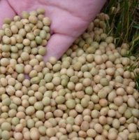 resources of High Protein Soybean exporters