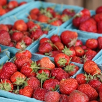 resources of Fresh Strawberries exporters