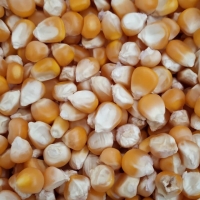 Yellow Corn Exporters, Wholesaler & Manufacturer | Globaltradeplaza.com