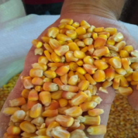 Yellow Corn For Human Consumption Exporters, Wholesaler & Manufacturer | Globaltradeplaza.com