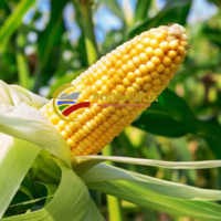 Corn Exporters, Wholesaler & Manufacturer | Globaltradeplaza.com