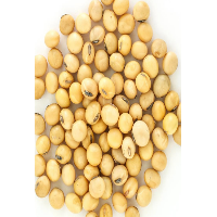 Soybeans Exporters, Wholesaler & Manufacturer | Globaltradeplaza.com
