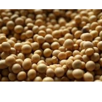 Brazilian Soybean Exporters, Wholesaler & Manufacturer | Globaltradeplaza.com