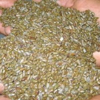 Cassia Tora Seeds 100% Organic Exporters, Wholesaler & Manufacturer | Globaltradeplaza.com