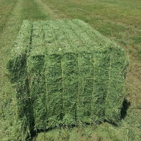 resources of High Protein Lucern/timothy Hay Bales exporters
