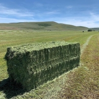 resources of Timothy Hay  Meal Wholesale Price exporters