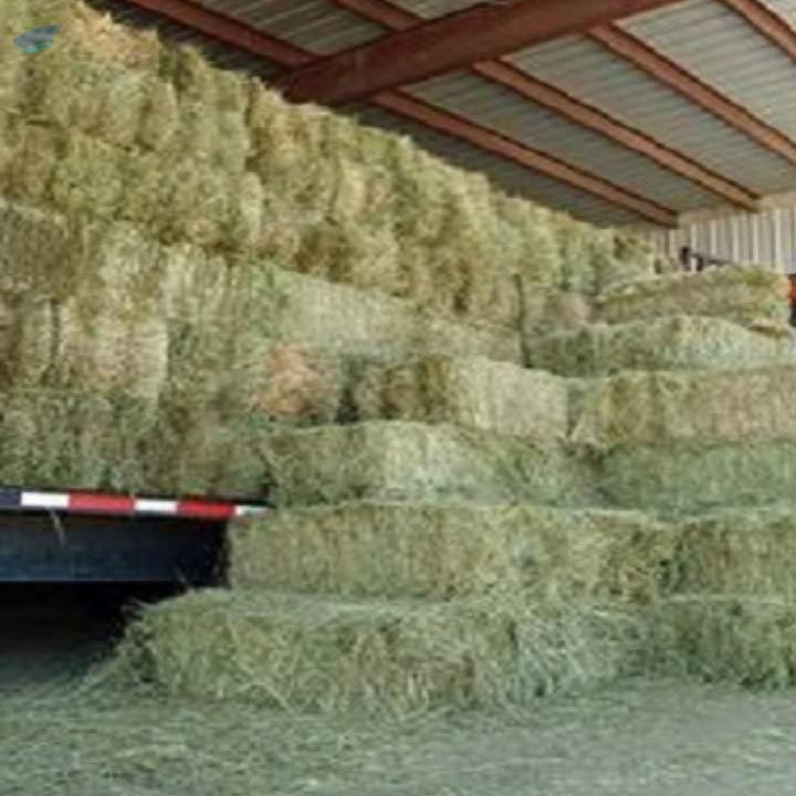 Alfalfa Hay Exporters, Wholesaler & Manufacturer | Globaltradeplaza.com