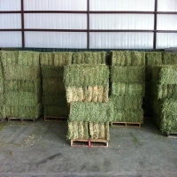 resources of Good Quality Kenyan Alfalfa Hay exporters