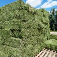 resources of Top Quality Alfalfa Non Gmo exporters