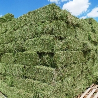 resources of Highest Grade Alfafa Hay exporters