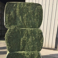 Alfalfa Meal Bales For Sale Exporters, Wholesaler & Manufacturer | Globaltradeplaza.com