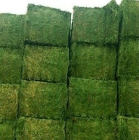 resources of Alfalfa Hay From Hay From Kenya exporters