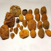 resources of Best Quality Dried Ox Gallstones exporters
