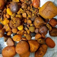 Ox Cattle Gallstones Exporters, Wholesaler & Manufacturer | Globaltradeplaza.com