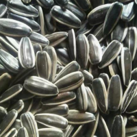 resources of 601 Sunflower Seeds exporters
