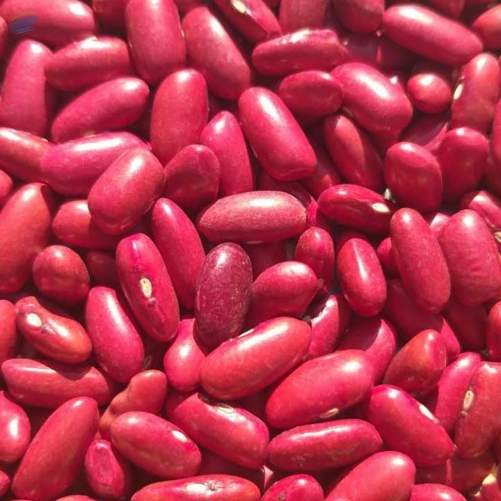 Red Kidney Beans exporter and supplier from India