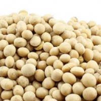 Soya Beans Exporters, Wholesaler & Manufacturer | Globaltradeplaza.com