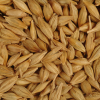 Barley Exporters, Wholesaler & Manufacturer | Globaltradeplaza.com