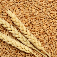 Wheat Exporters, Wholesaler & Manufacturer | Globaltradeplaza.com