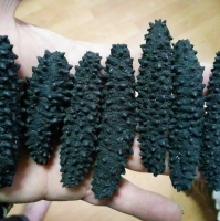 resources of Dried Sea Cucumber exporters