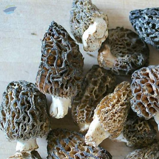 Buy Dry Morel Morchella Mushrooms Online from Exporter, Sellers and