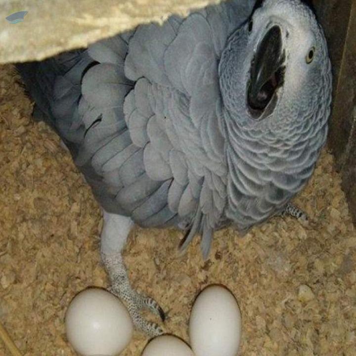 Parrot Eggs/ostrich Eggs /fertilized Quail Eggs exporter and supplier