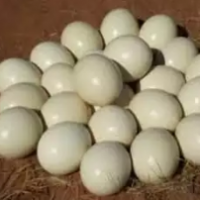 Fertile Ostrich Eggs Wholesale Exporters, Wholesaler & Manufacturer | Globaltradeplaza.com