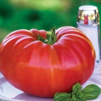 Tomato Exporters, Wholesaler & Manufacturer | Globaltradeplaza.com