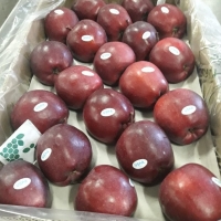 resources of Red Apple Delicious Origin Ukraine exporters