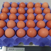 resources of Brown Eggs Origin Ukraine exporters