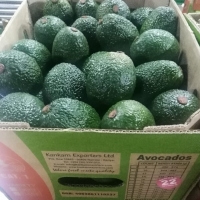 Hass Avocado Exporters, Wholesaler & Manufacturer | Globaltradeplaza.com