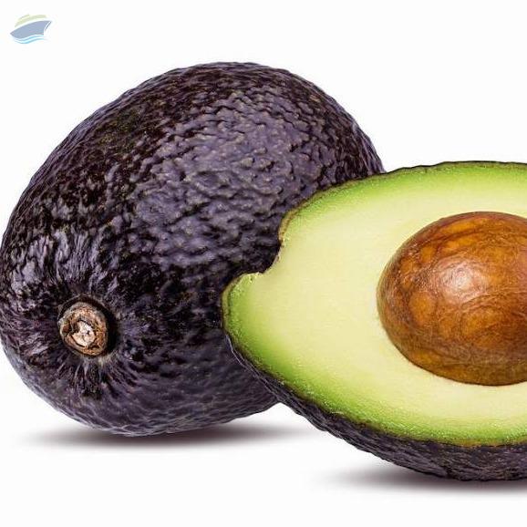 Hass Avocado Exporters, Wholesaler & Manufacturer | Globaltradeplaza.com