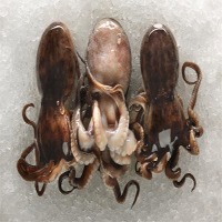 Baby Octopus Exporters, Wholesaler & Manufacturer | Globaltradeplaza.com