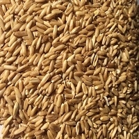 Hulled Oat Exporters, Wholesaler & Manufacturer | Globaltradeplaza.com