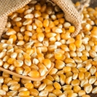 resources of Feed Corn exporters