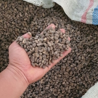 Arabica Gayo Highland (Sumatra Gayo Coffee) Exporters, Wholesaler & Manufacturer | Globaltradeplaza.com