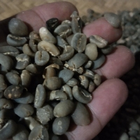resources of Indonesia Arabika Coffee Bean exporters