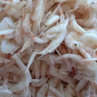 Salted Baby Shrimp Exporters, Wholesaler & Manufacturer | Globaltradeplaza.com