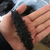 Dried Blake Sea Cucumber Exporters, Wholesaler & Manufacturer | Globaltradeplaza.com