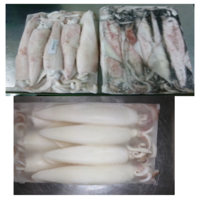 Buy Wholesale Frozen Whole Squid Online from Suppliers & Exporters in