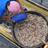 Titi Shrimps From Ecuador Exporters, Wholesaler & Manufacturer | Globaltradeplaza.com